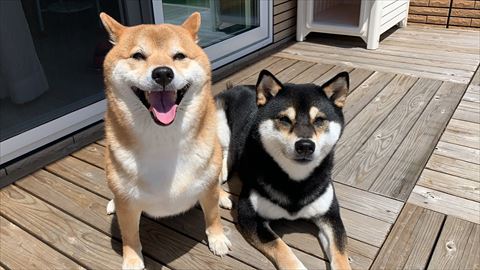 犬