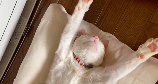 わっかないミィ助さん