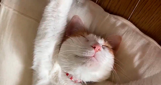 わっかないミィ助さん