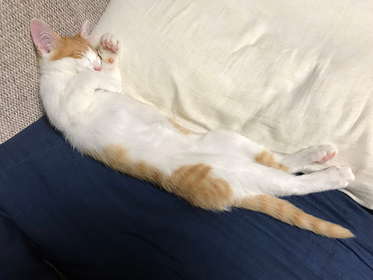 わっかないミィ助さん