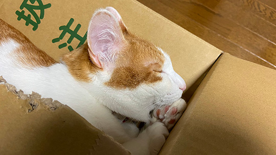 わっかないミィ助さん