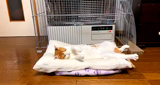 わっかないミィ助さん