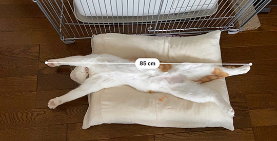 わっかないミィ助さん