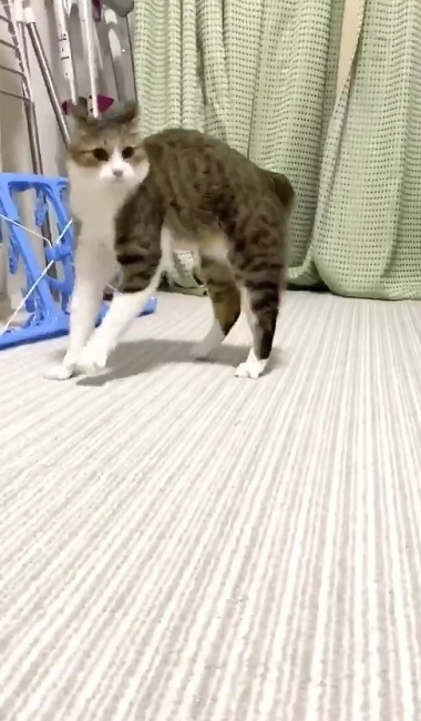 やんのかステップの猫ちゃん