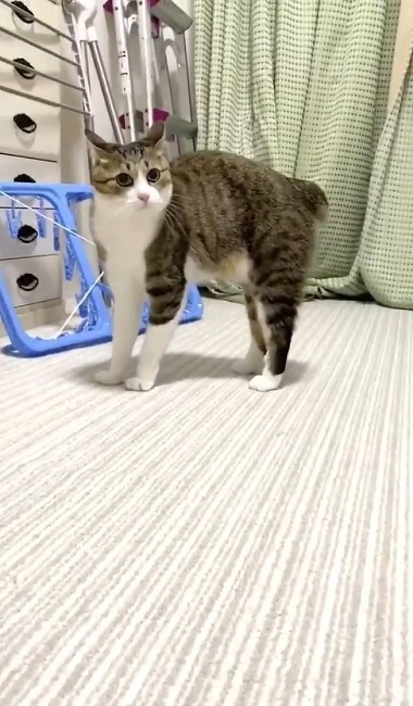 やんのかステップの猫ちゃん