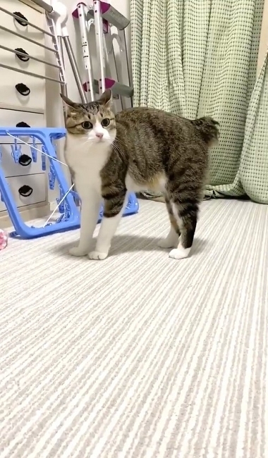 やんのかステップの猫ちゃん
