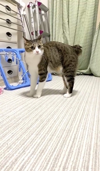 やんのかステップの猫ちゃん