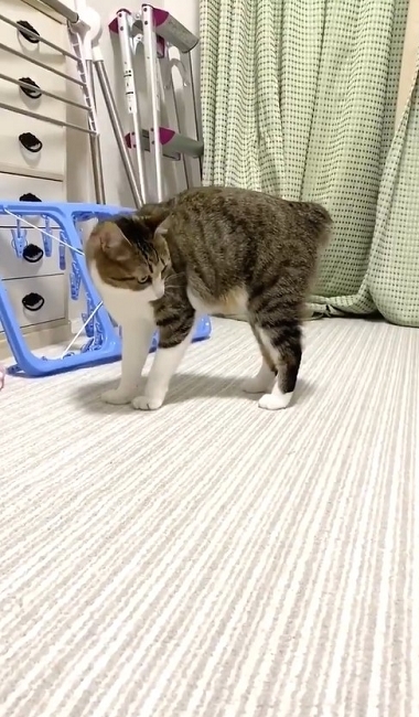 やんのかステップの猫ちゃん