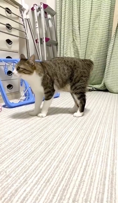 やんのかステップの猫ちゃん