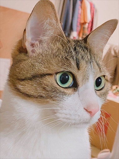 やんのかステップの猫ちゃん