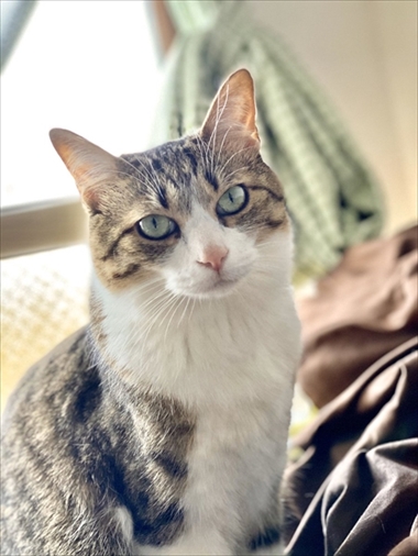 やんのかステップの猫ちゃん