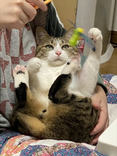 やんのかステップの猫ちゃん
