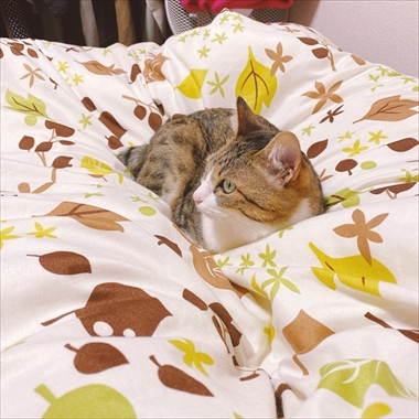 やんのかステップの猫ちゃん