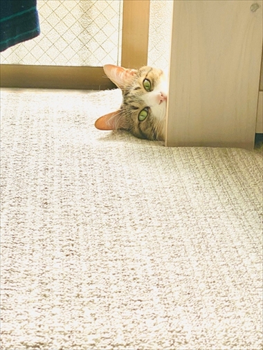 やんのかステップの猫ちゃん
