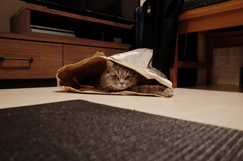 袋入り猫ちゃん