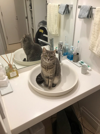 お風呂から出たら猫ちゃん