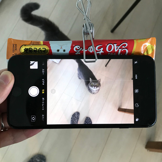 寝るよと言ったらねこ