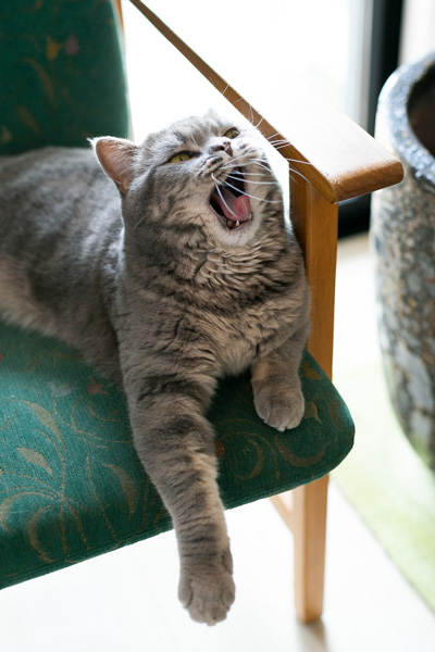 口開け猫ちゃん