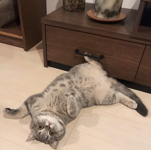 サービスショット