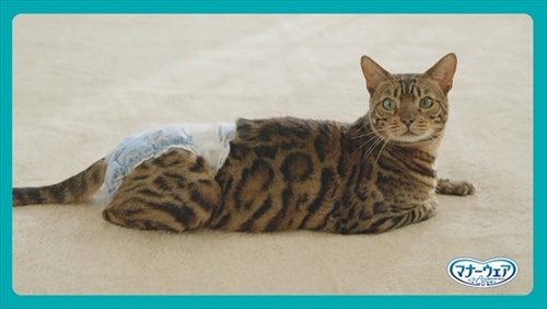 マナーウェアねこ用　動画