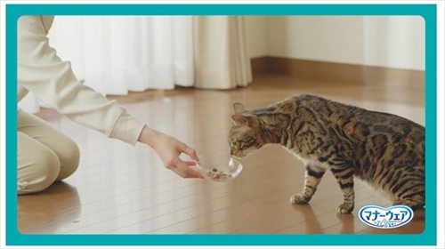 マナーウェアねこ用　動画