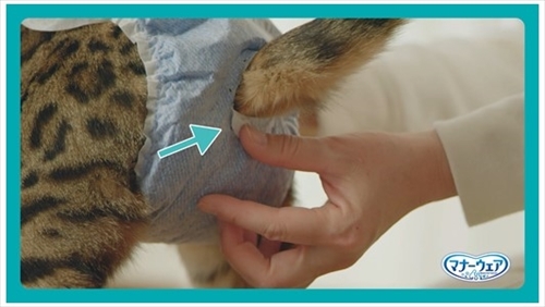 マナーウェアねこ用　動画