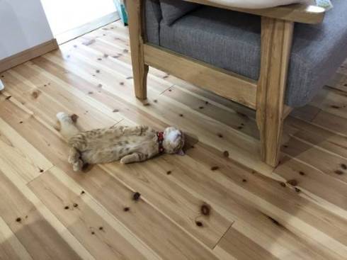 暴れるだけ暴れて爆睡 ネコ ぷてぃこ