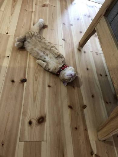 暴れるだけ暴れて爆睡 ネコ ぷてぃこ