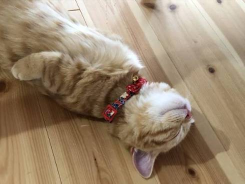 暴れるだけ暴れて爆睡 ネコ ぷてぃこ