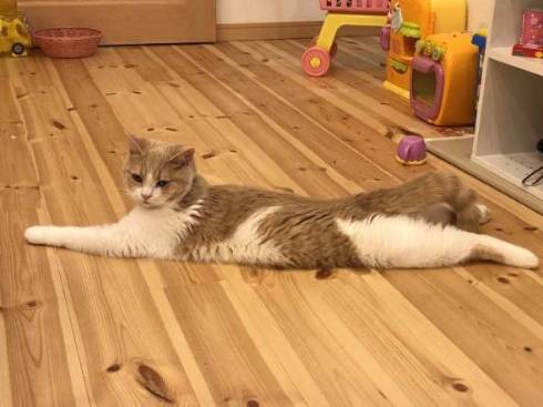 暴れるだけ暴れて爆睡 ネコ ぷてぃこ