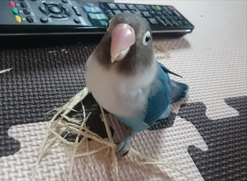 スズメのスナイパー