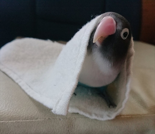 スズメのスナイパー