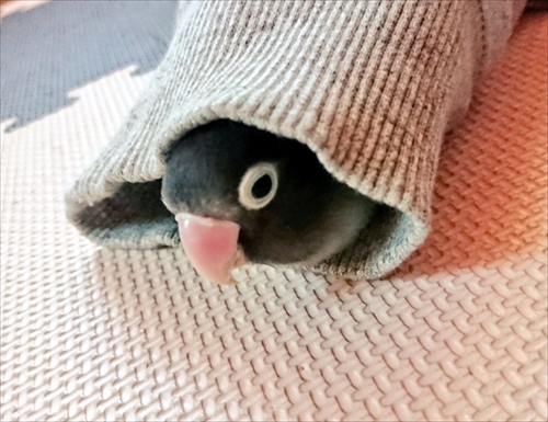 スズメのスナイパー