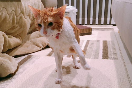 ギリギリ大失敗ナギさん