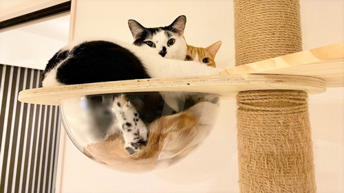 透明ボウルのヤタナギさん