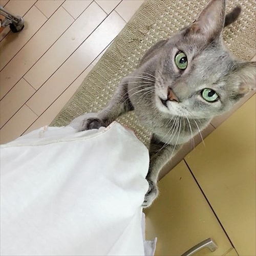 甘えん坊の猫ちゃん