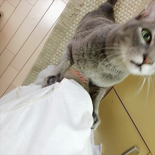 甘えん坊の猫ちゃん