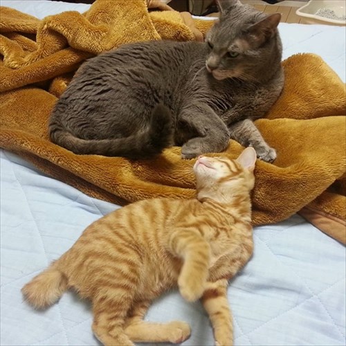 甘えん坊の猫ちゃん