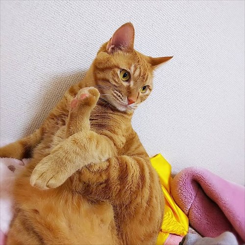 甘えん坊の猫ちゃん