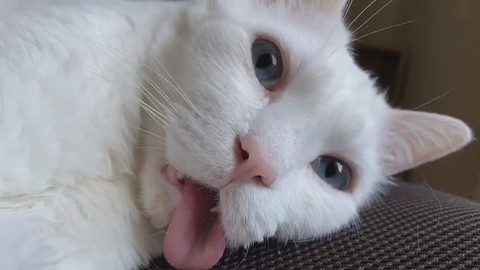 セツちゃんミラクル