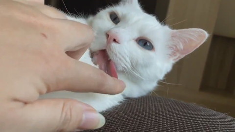 セツちゃんミラクル