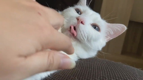 セツちゃんミラクル