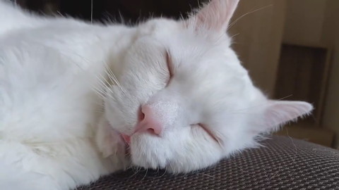 セツちゃんミラクル