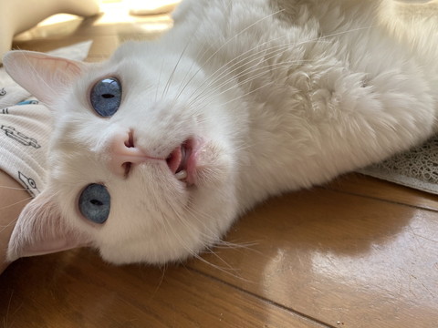 セツちゃんミラクル