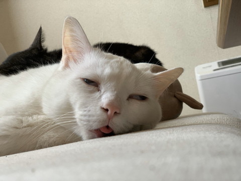 セツチャンミラクル