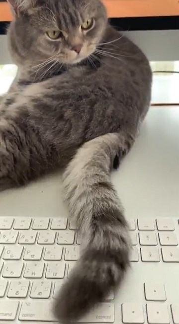 テレワークの邪魔をする猫ちゃん