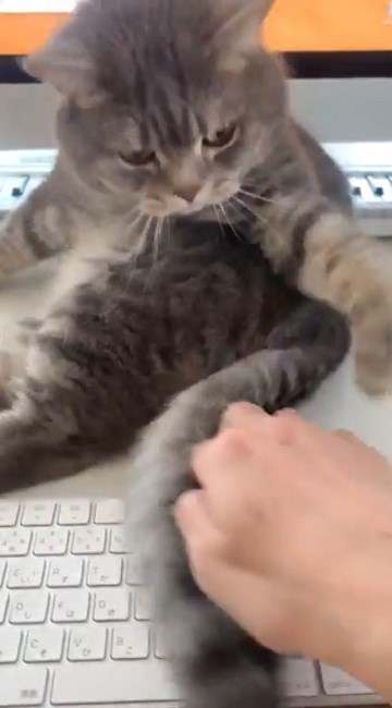 テレワークの邪魔をする猫ちゃん