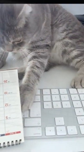 テレワークの邪魔をする猫ちゃん