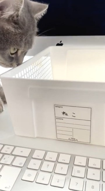 テレワークの邪魔をする猫ちゃん