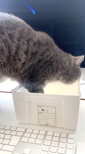 テレワークの邪魔をする猫ちゃん